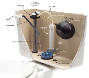 Toilet Bowl Cutaway